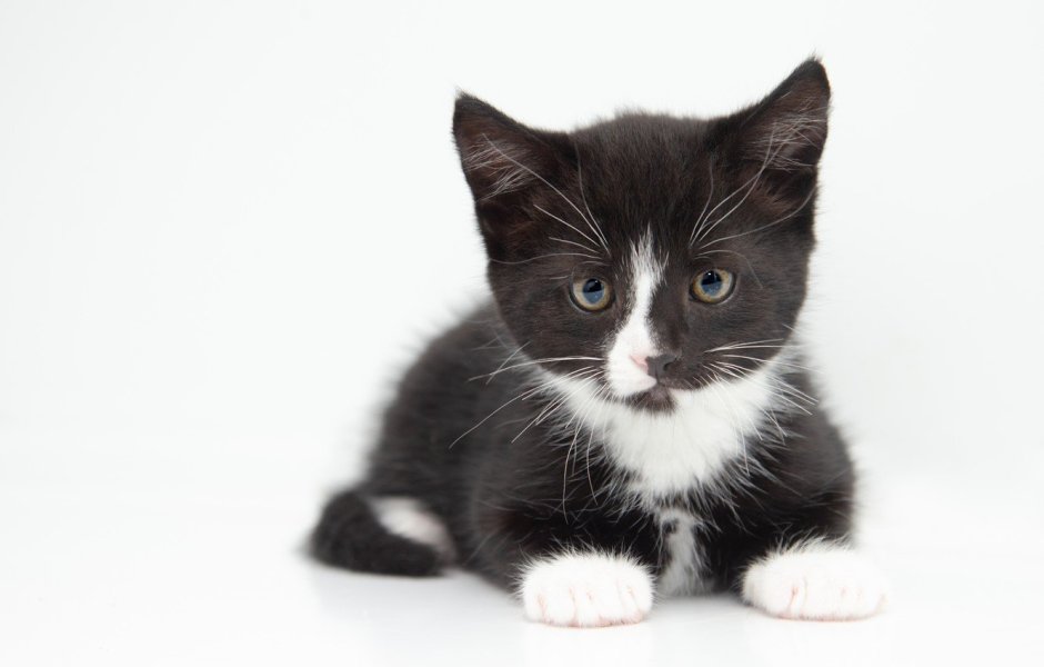 Котенок черно-белый