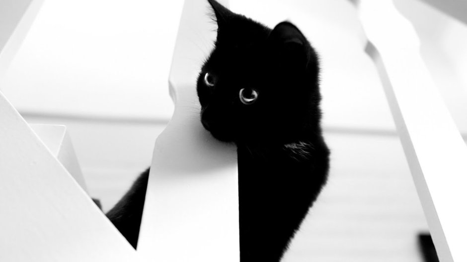 Черно белый кот обои