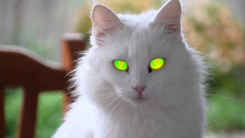 Белый котенок с зелеными глазами