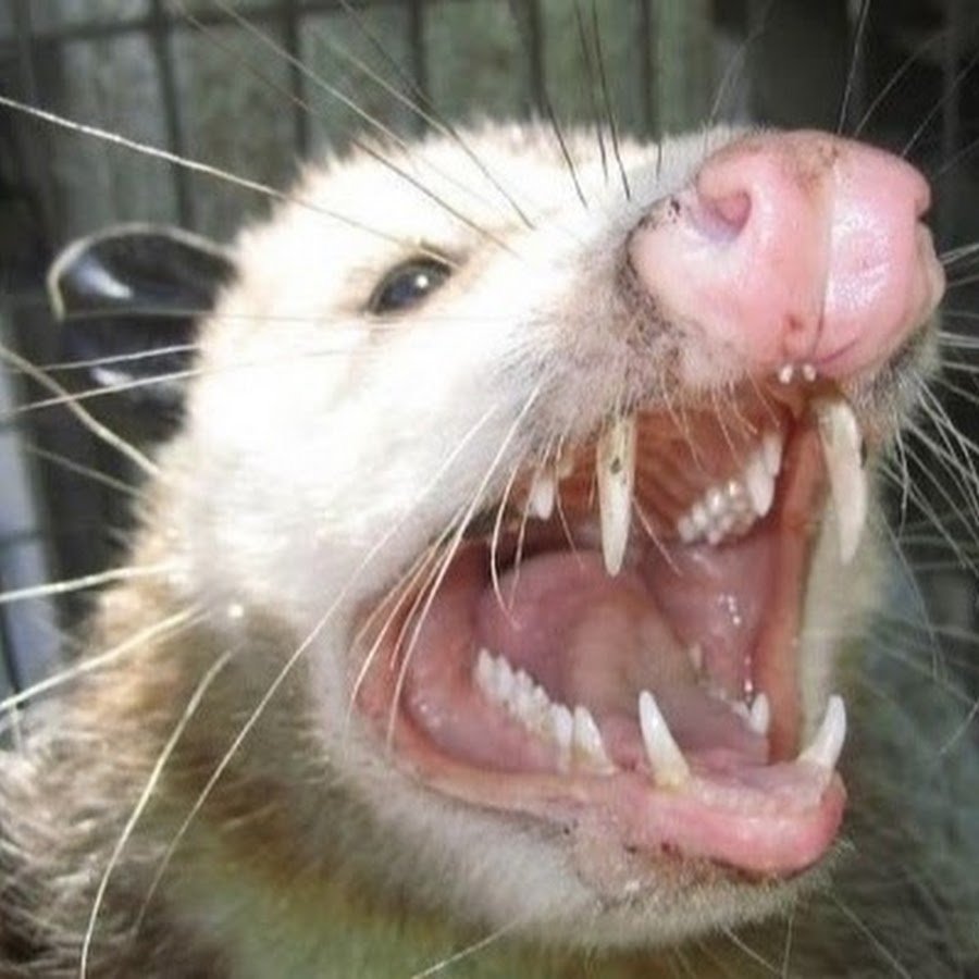 Hyorhinomys stuempkei