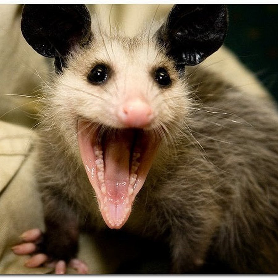 Мохноногий вампир летучая мышь