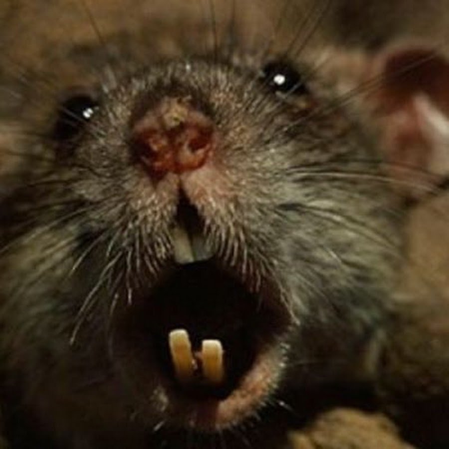 Улыбка крысы