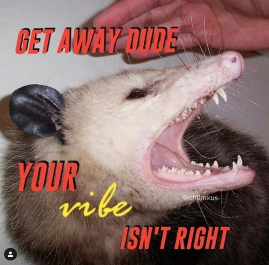 Лишайный опоссум