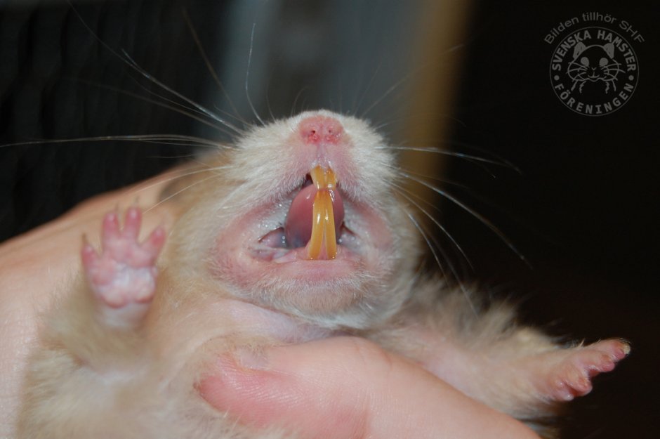 Зубы морской свинки норма