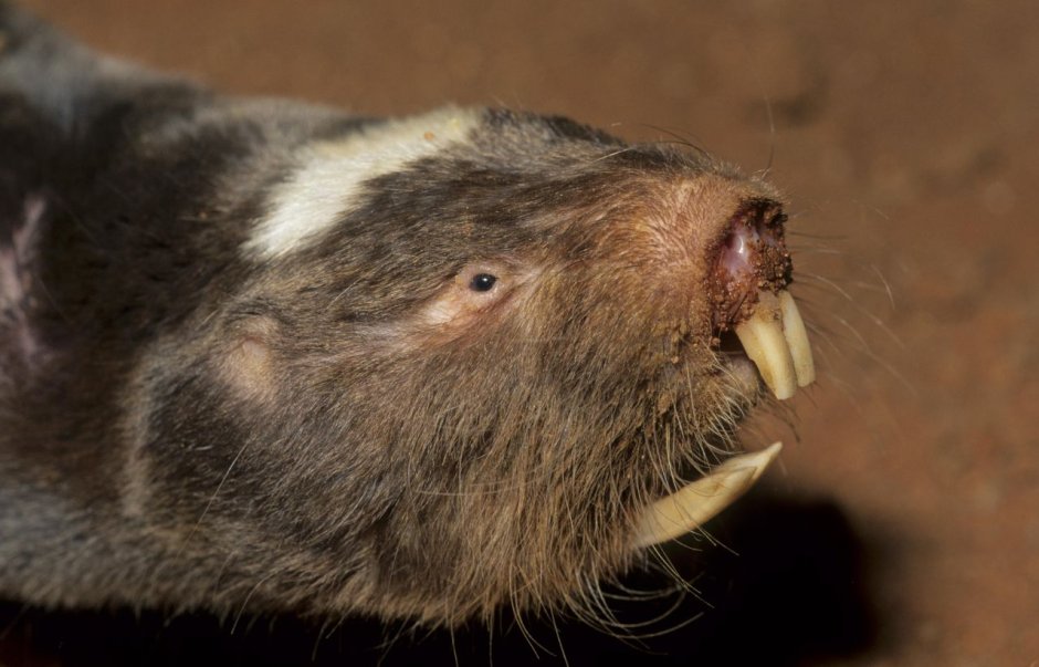 Бугорчатые зубы мышиных