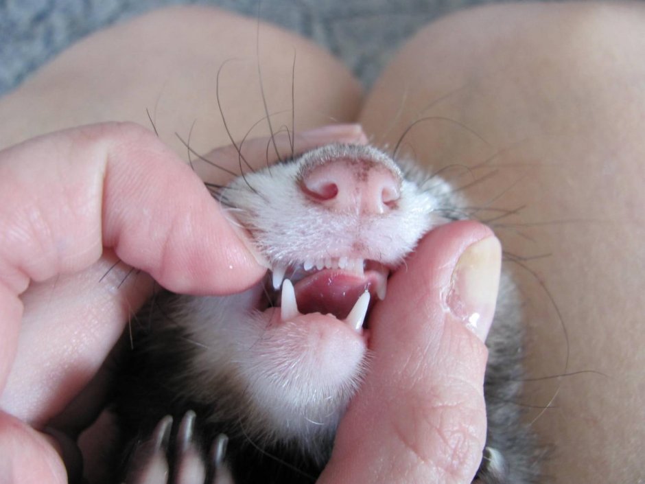 Зубная мышка для детей