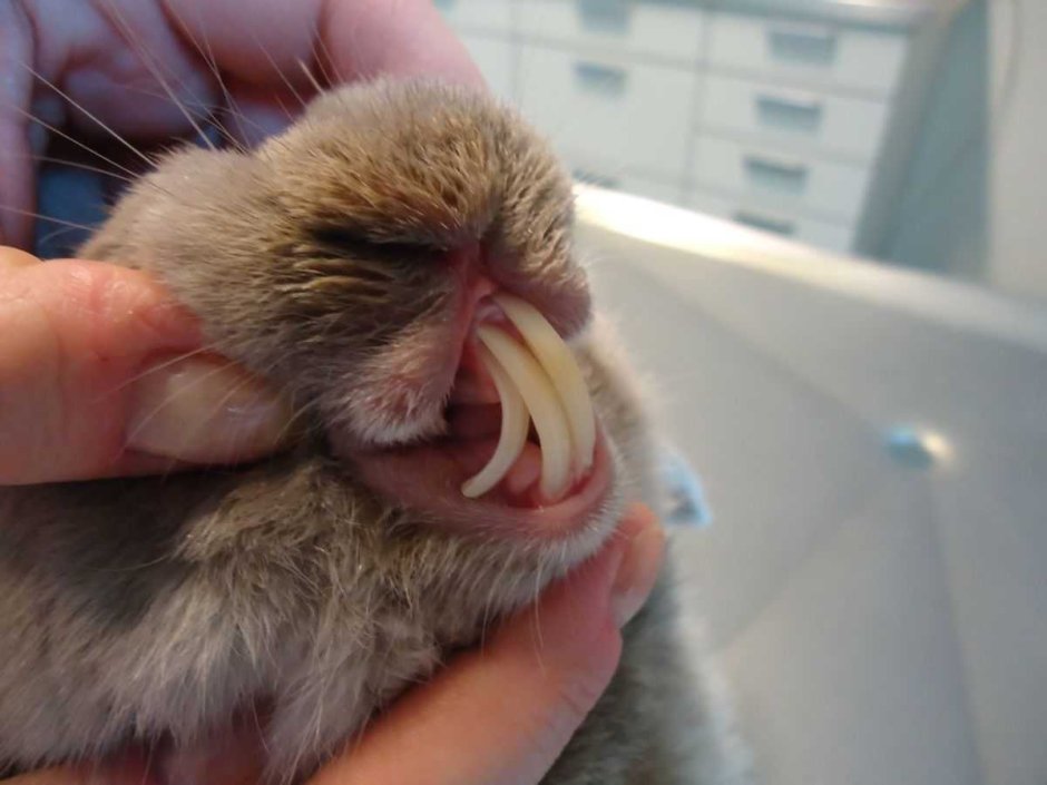 Животное с выпирающими зубами