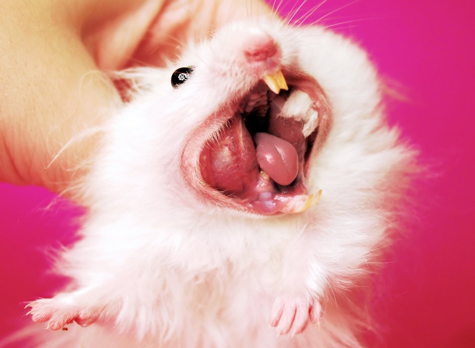 Грызун с большими зубами