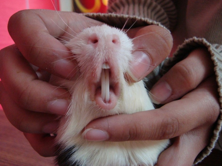 Опоссум кричит