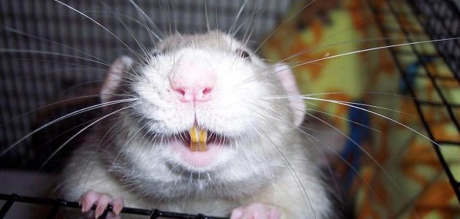 Размер крысы в 2 месяца