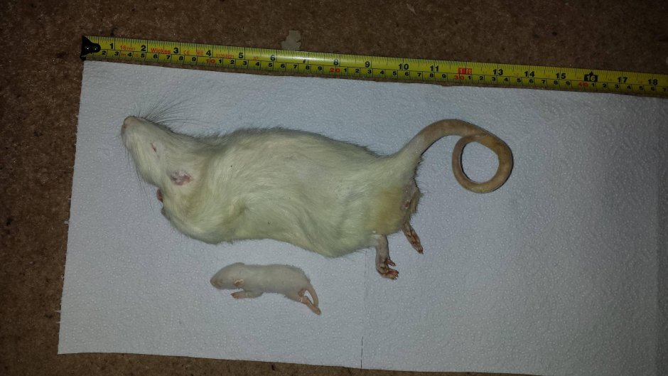 Крыса похожая на кенгуру