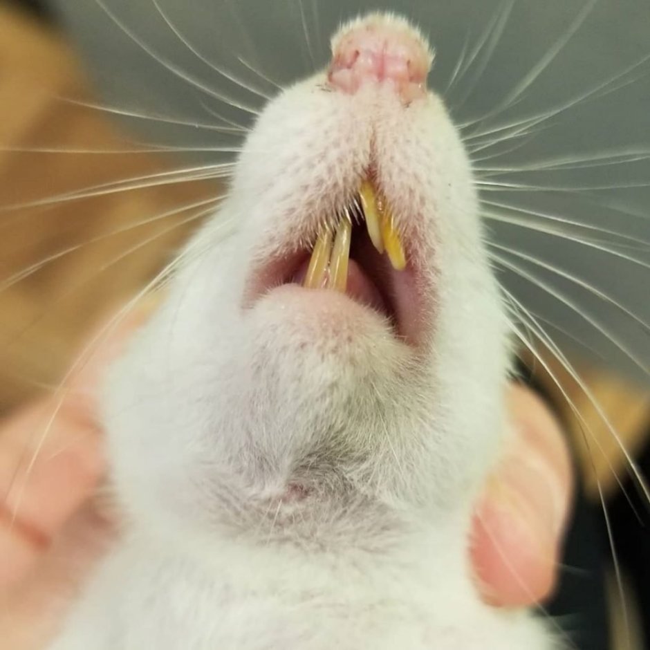 Крыса и хомяк