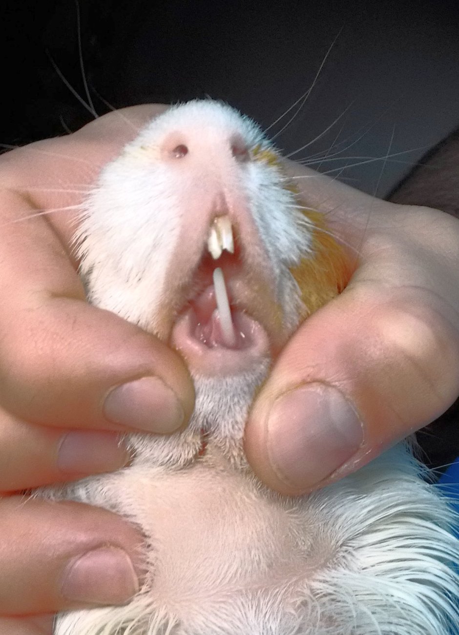 Курящая крыса