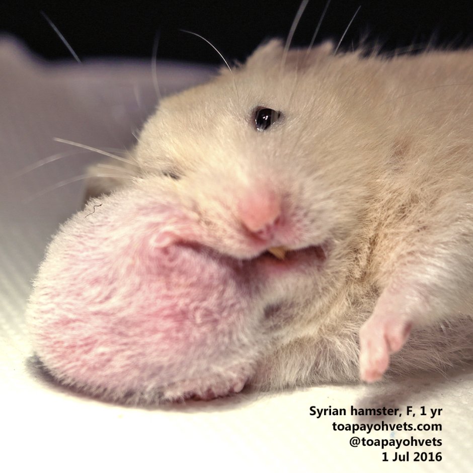 Зубы у собаки у корней черные