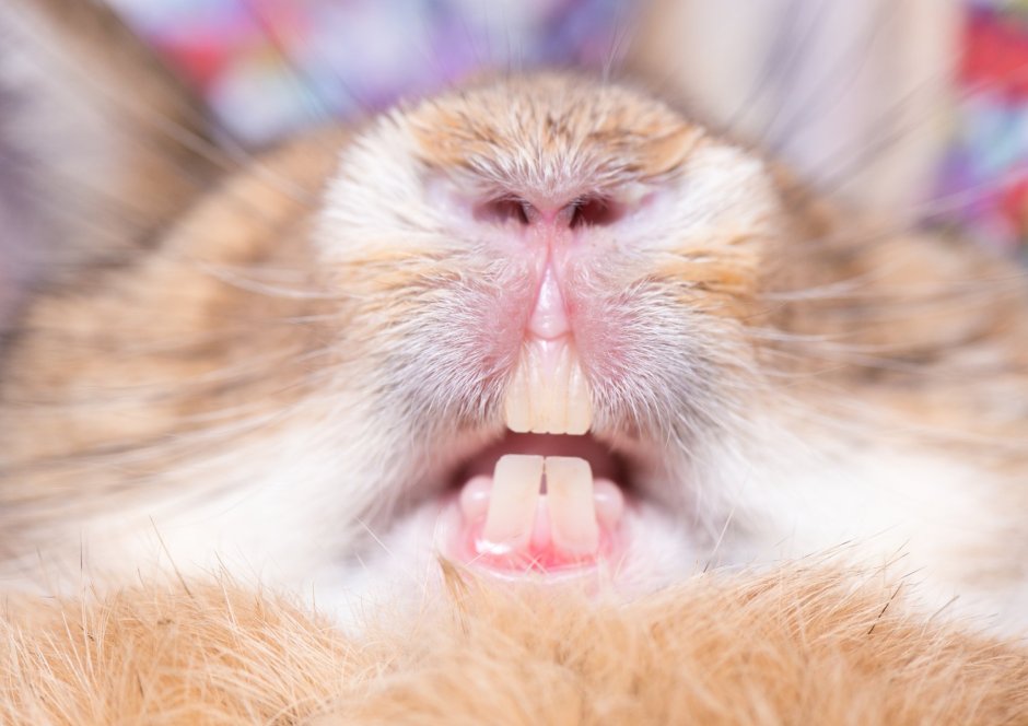 Опоссум орет