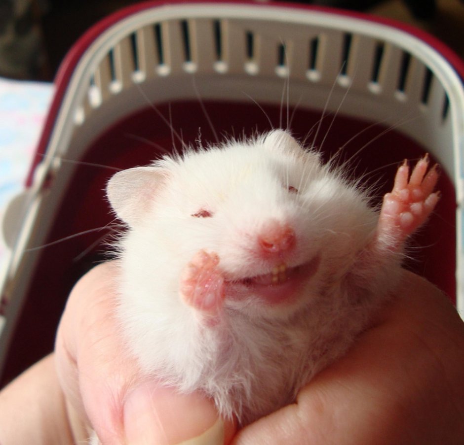 Крыса на аву