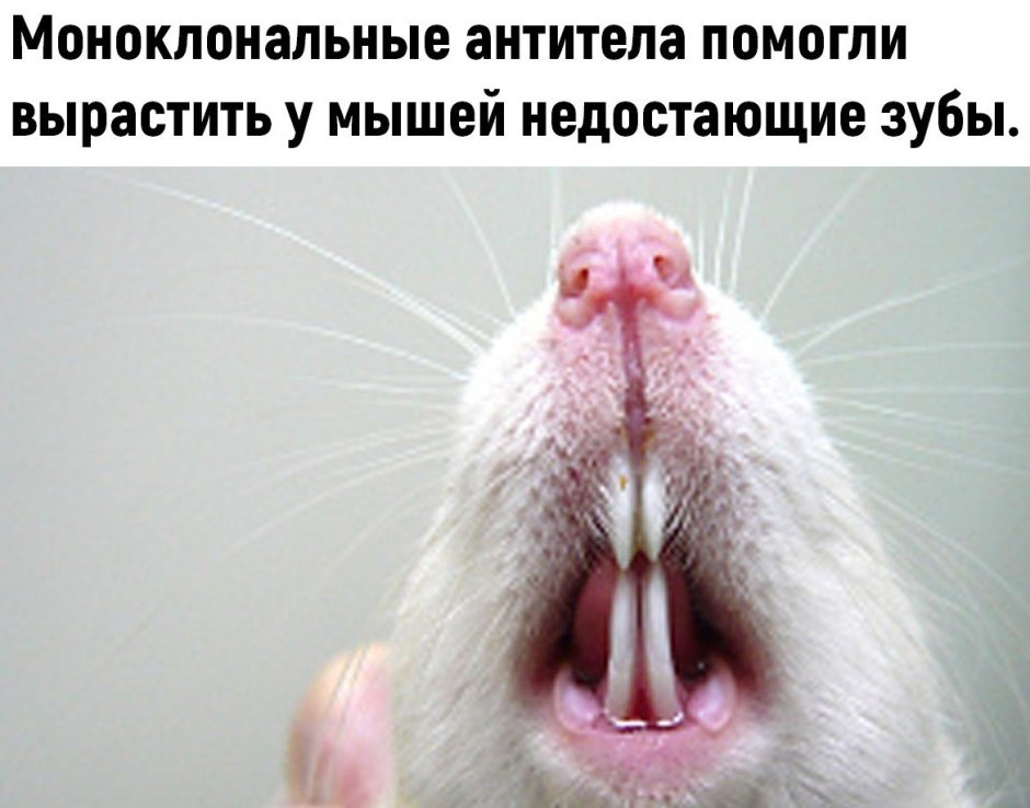 Домашние Грызуны