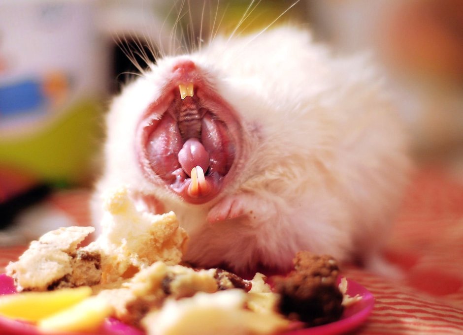 Мышь с ножом