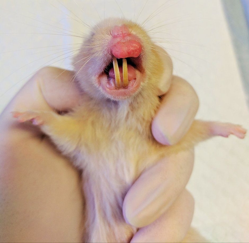 Хомяк писатель