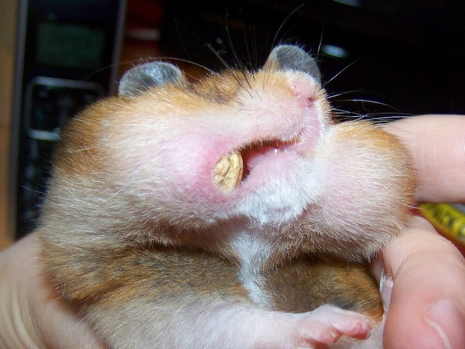 Строение крысы