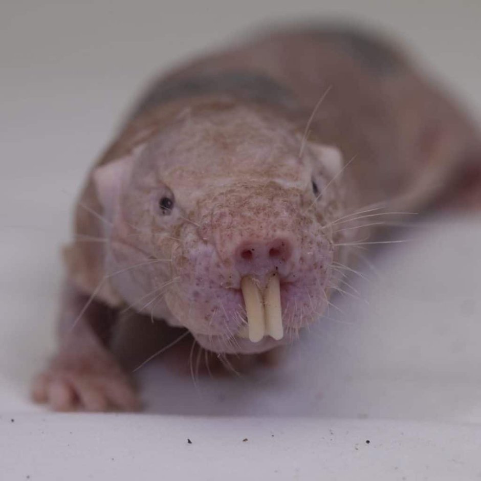 Хомячок показывает два