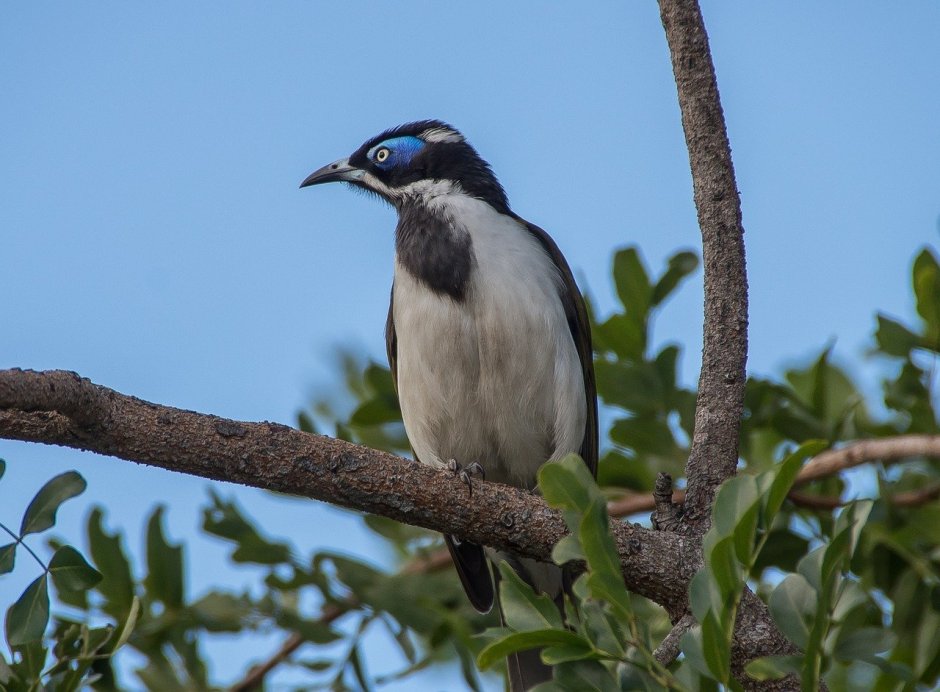 The Hawaiian Honeycreepers