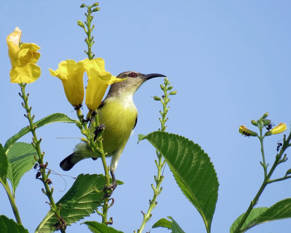 Glistening Green Tanager