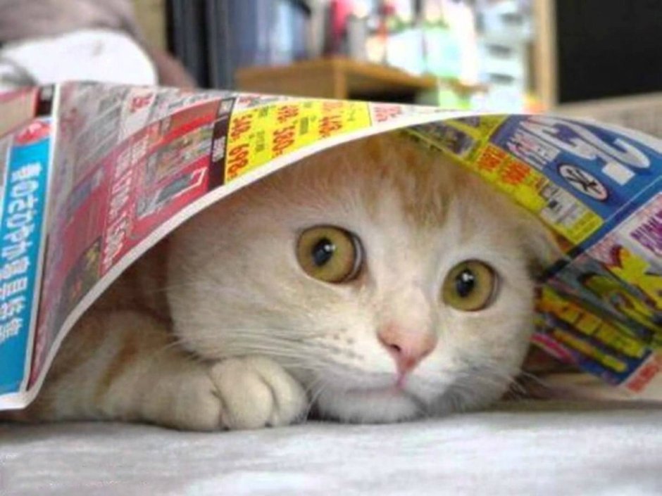 Котик с газетой