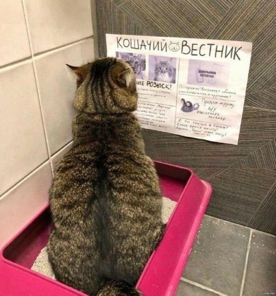 Кошачий Вестник