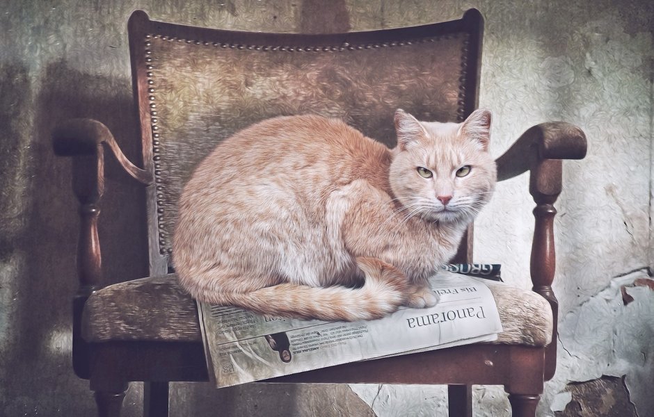 Котик в кресле