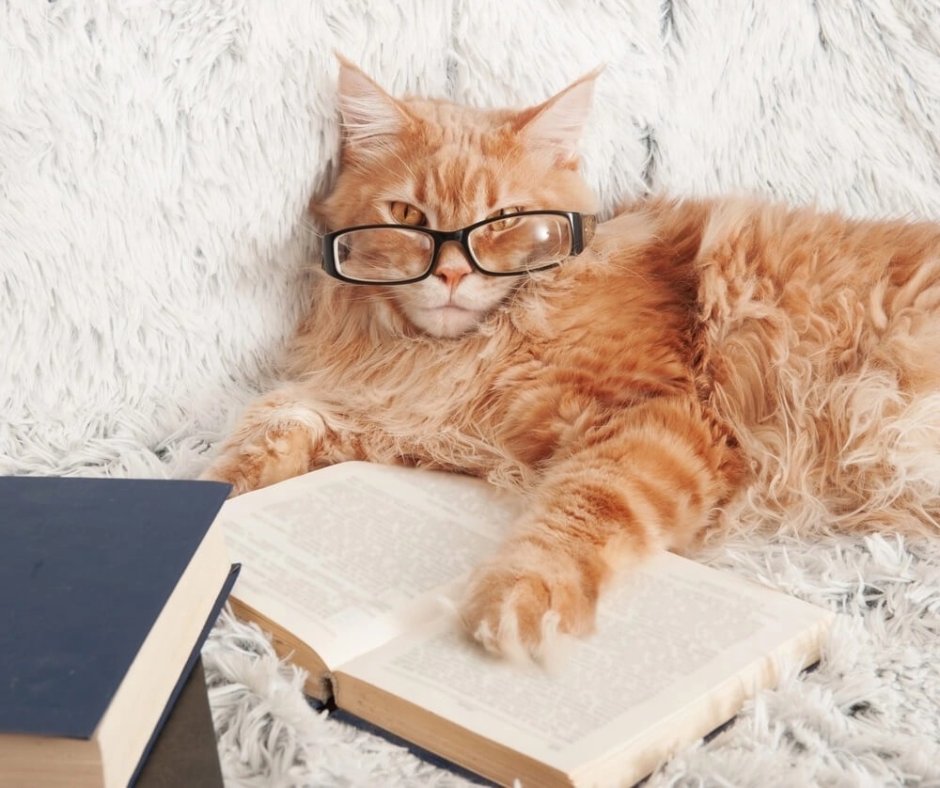 Кот с книжкой