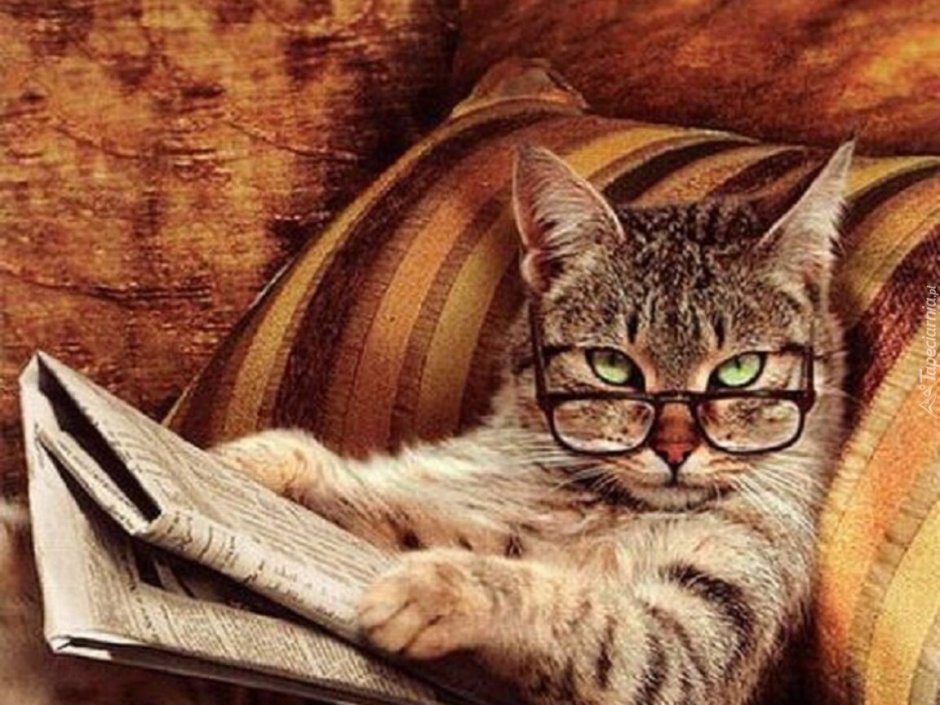 Умный кот в очках с книжкой