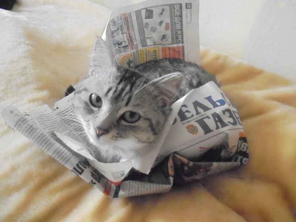 Котики и учеба