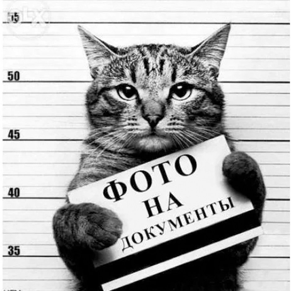 Котик с документами