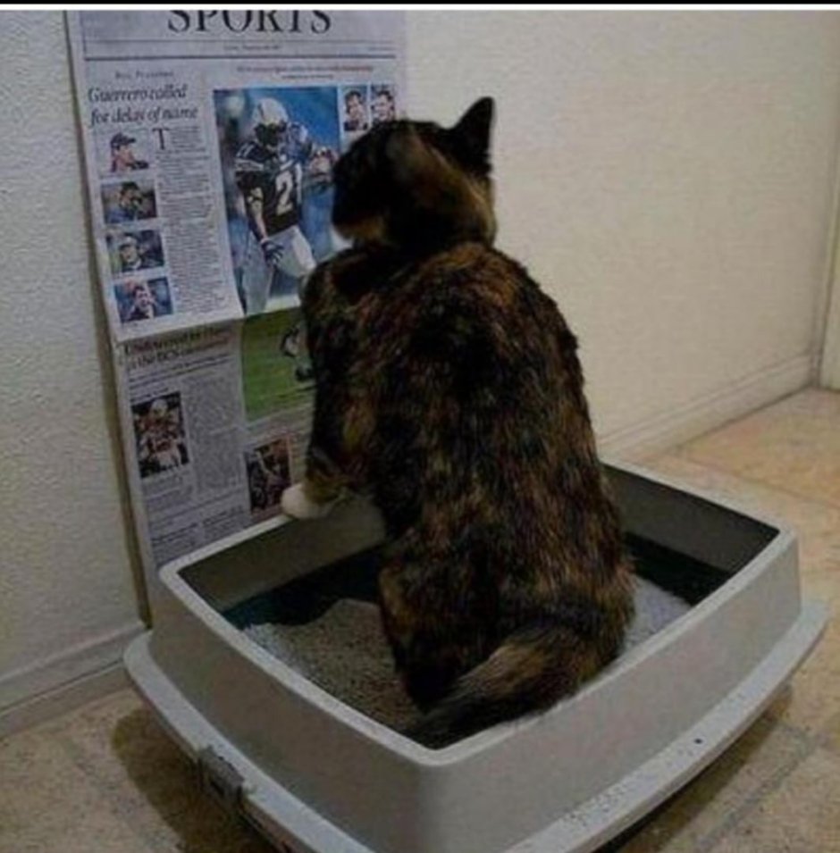 Лоток для кота