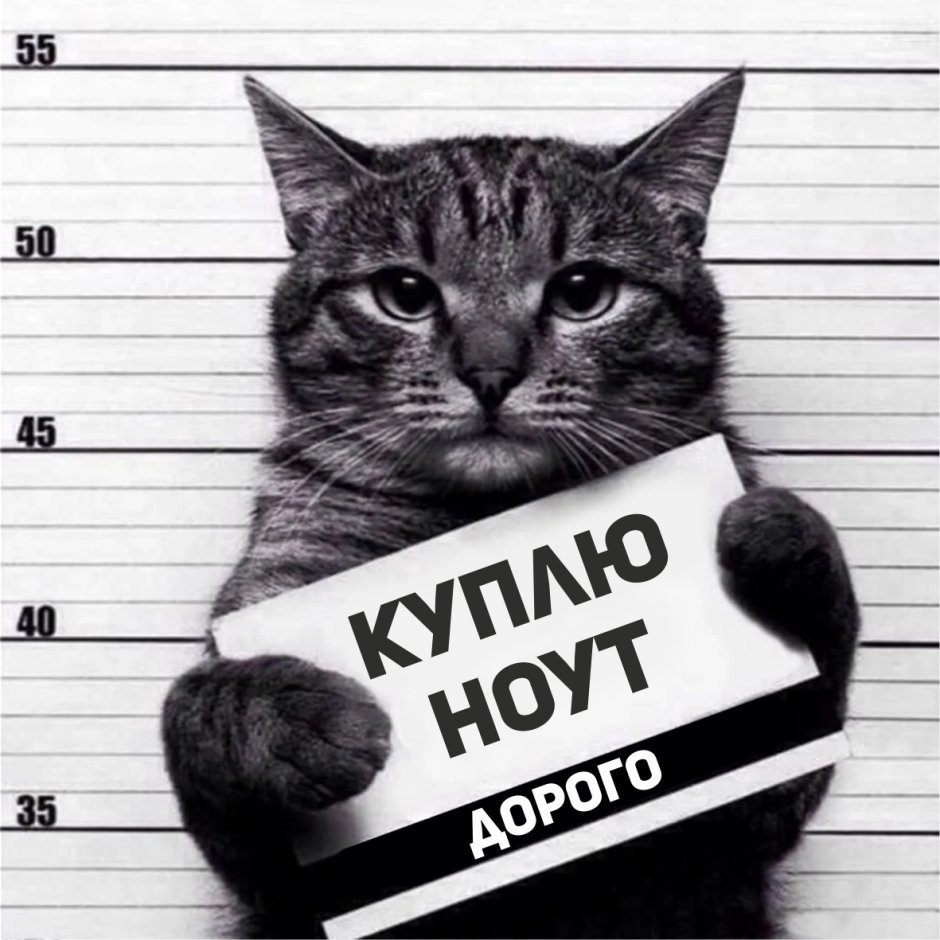 Коты с табличками преступников