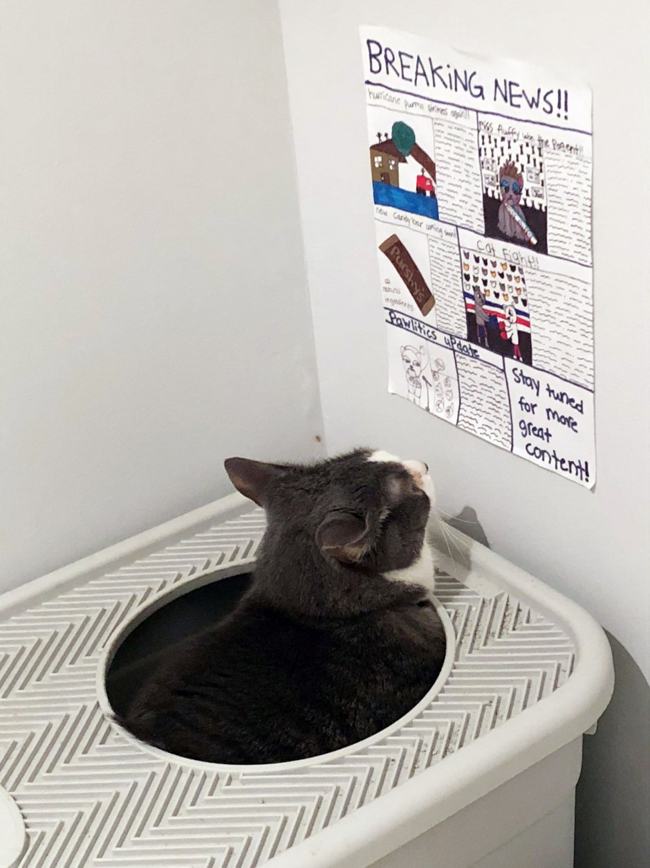Котенок с книгой