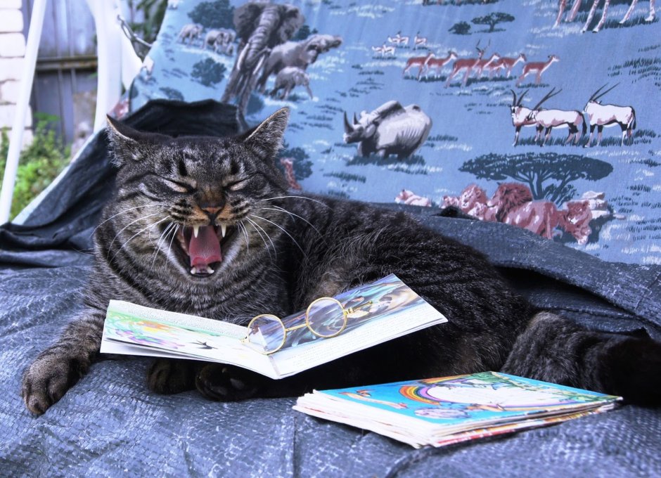 Коты и книги