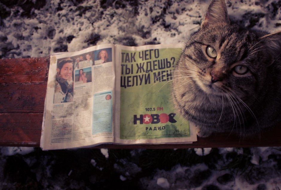 Чего ты ждешь целуй меня кот