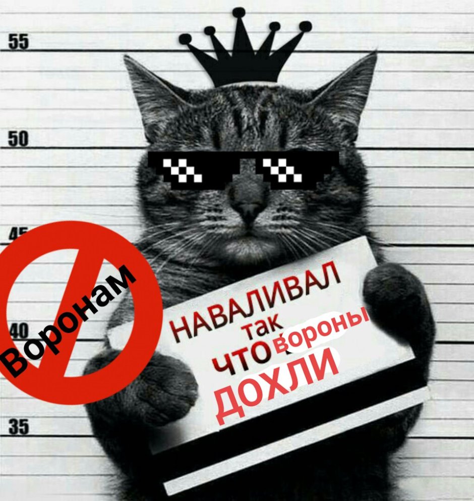 Кот с табличкой в лапах