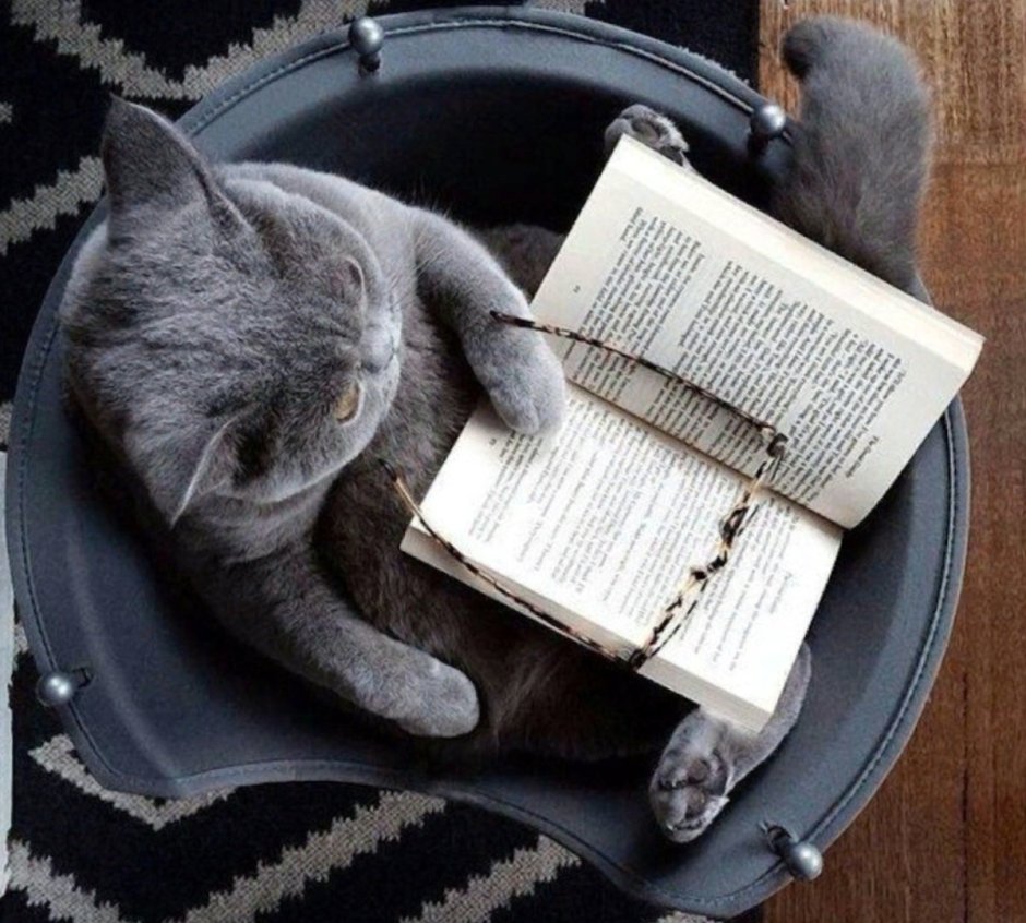 Кошка с книжкой