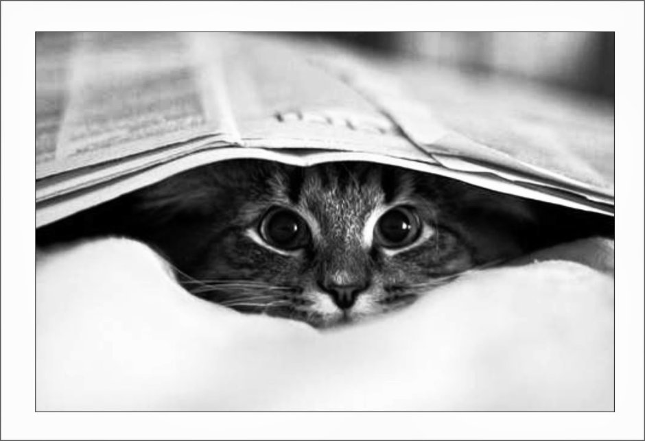 Котик с газетой