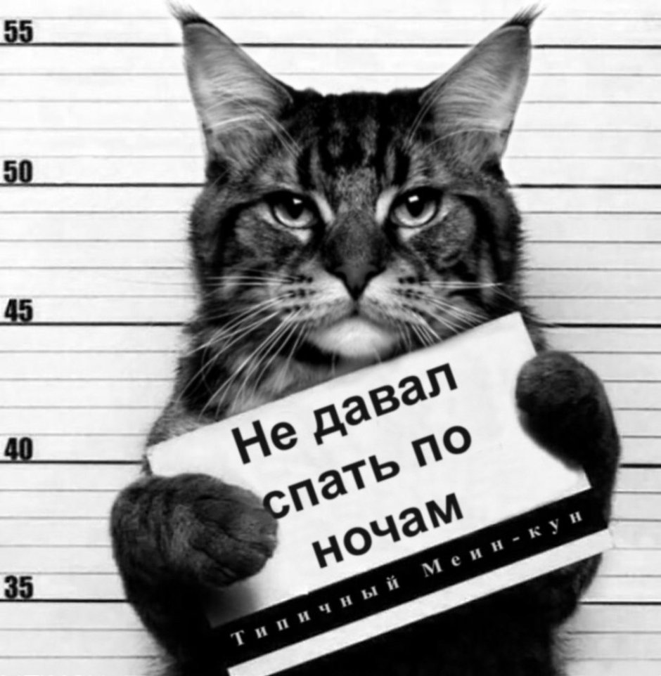 Газета для кошек