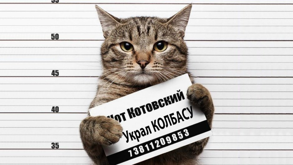 Кот преступник с табличкой