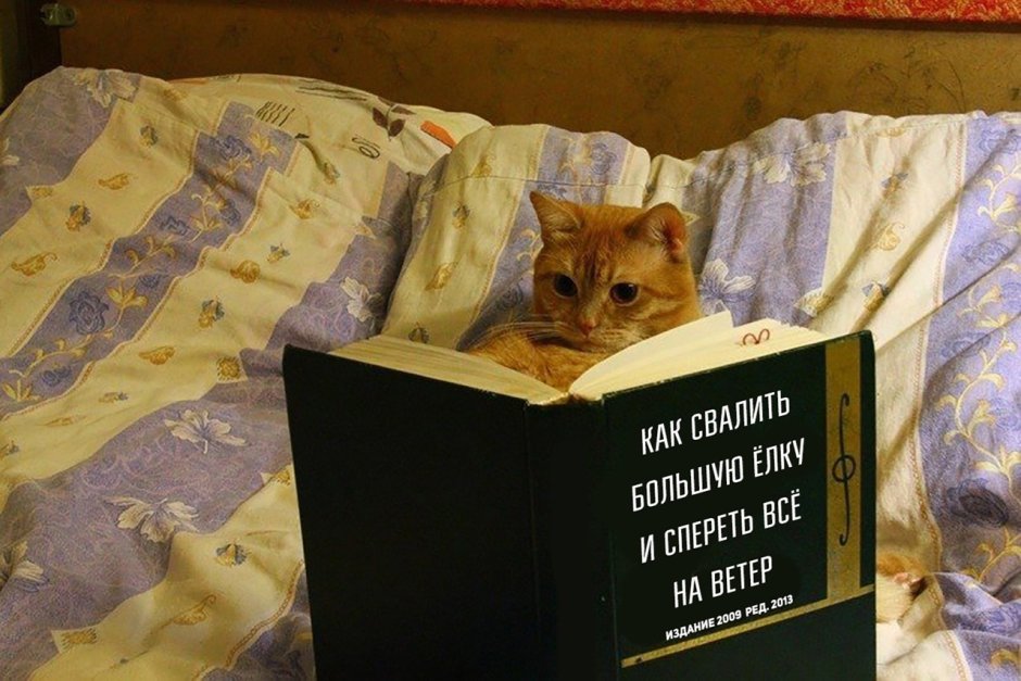 Умный кот