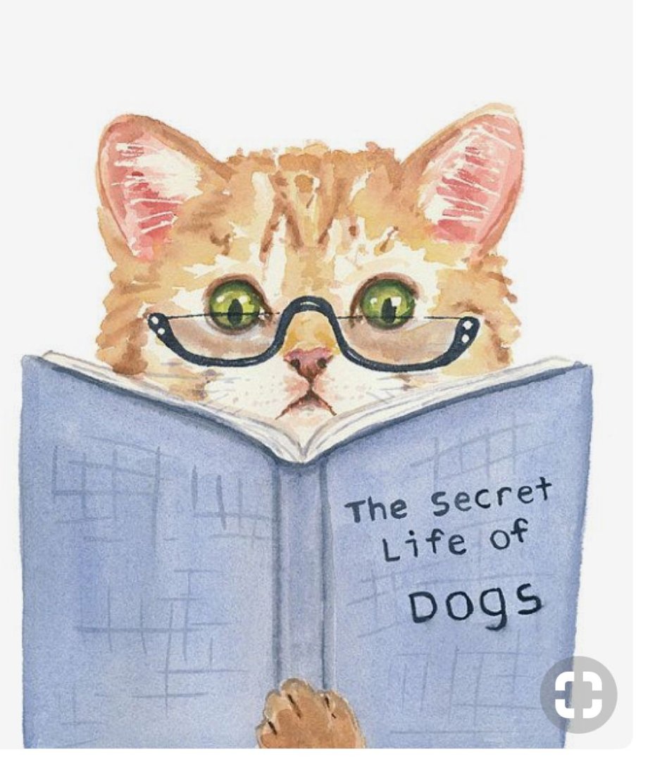 Кот спит на книгах