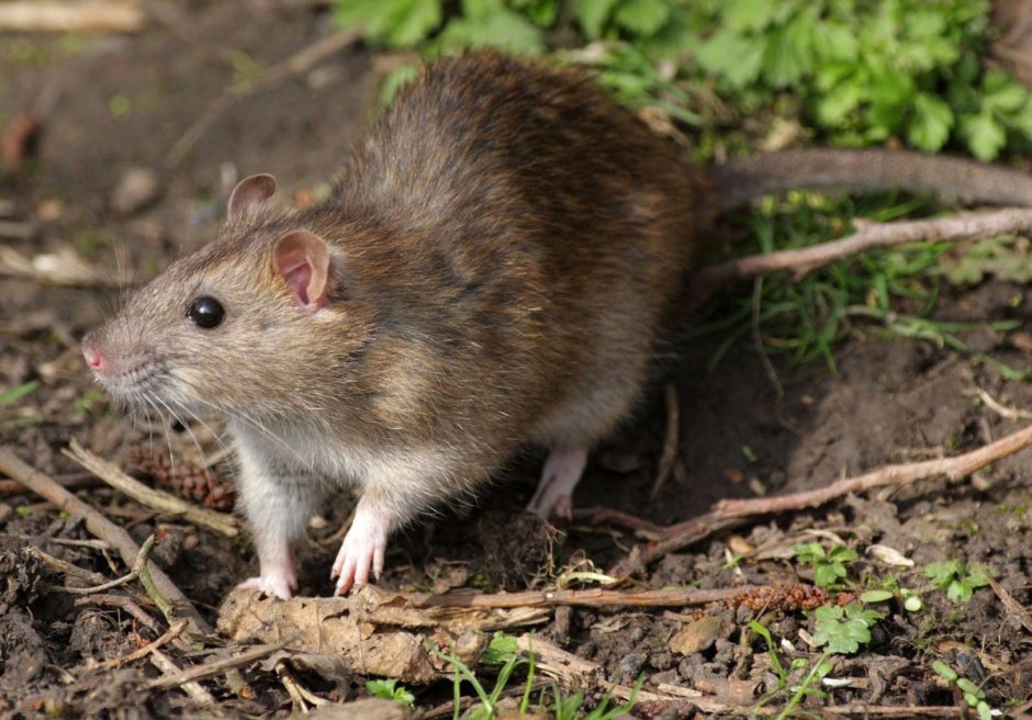 Серая крыса (Пасюк) - Rattus norvegicus.