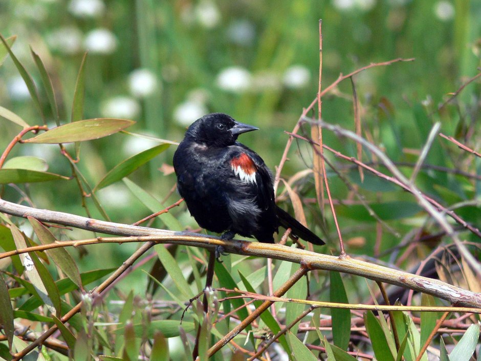 Albus Corvus