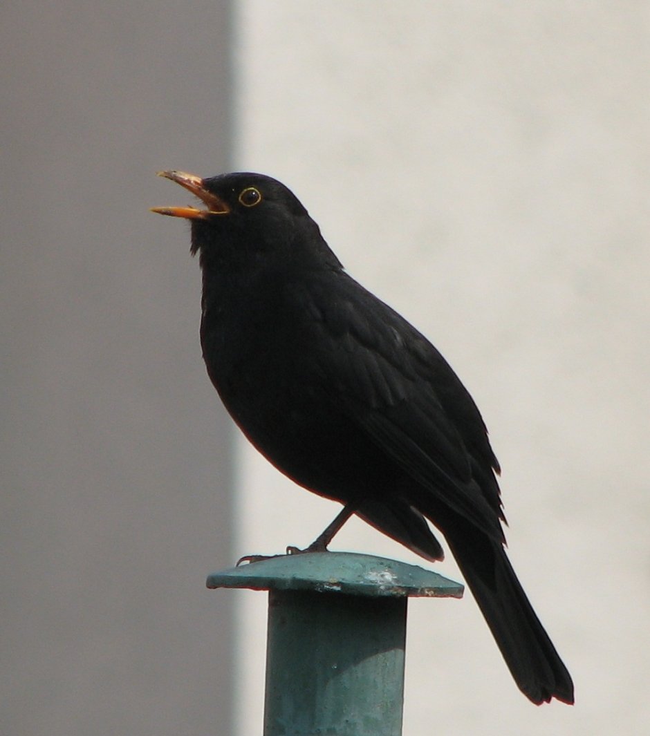 Blackbird черный Дрозд