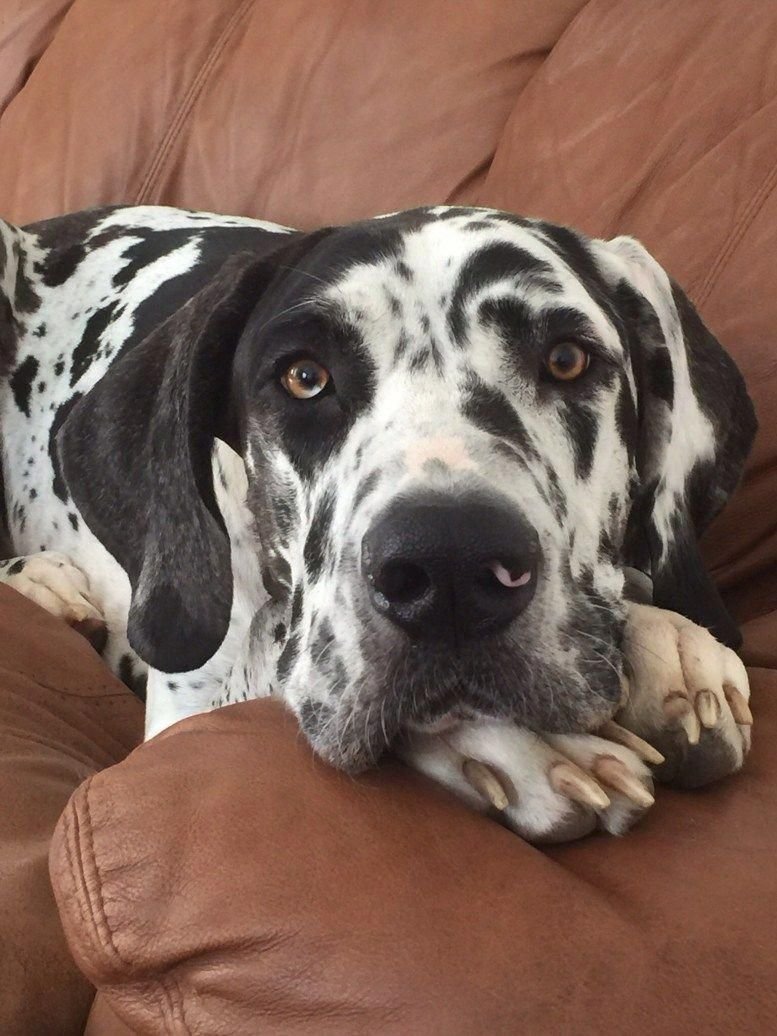 Мраморный дог Арлекин